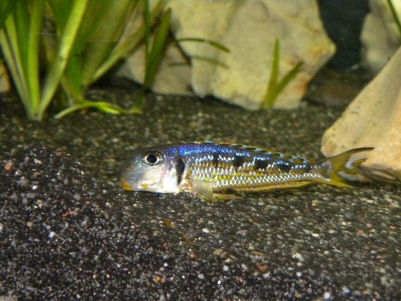 Xenotilapia singularis 'Kekese'